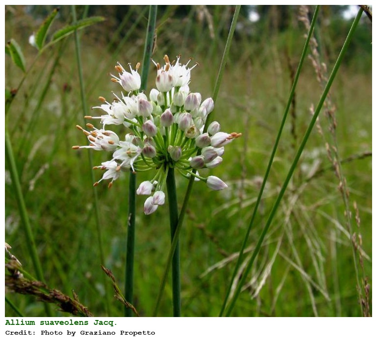 Allium suaveolens Jacq.